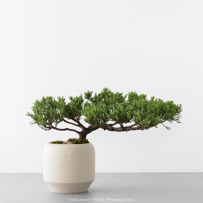 台灣真柏｜TTP5722