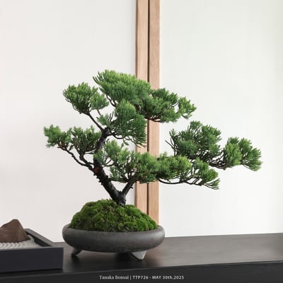 台灣真柏｜TTP7263