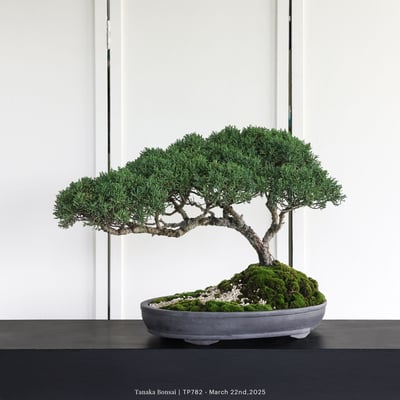 紀州真柏｜TP7825