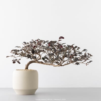 紅花繼木｜HP5181