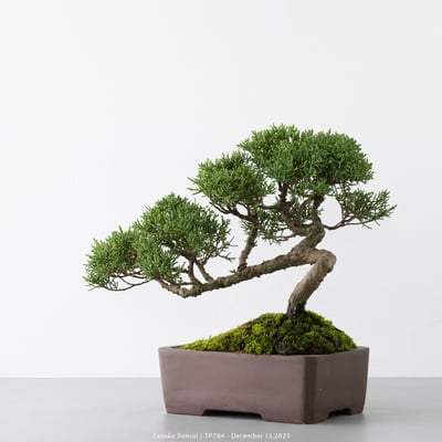 紀州真柏｜TP7844