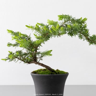 黃金杜松｜GDP5509