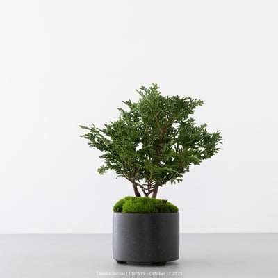 日本青檜｜COP5391