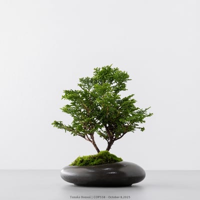 日本青檜｜COP5385