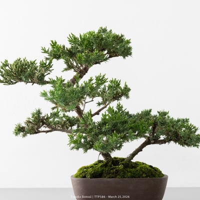 臺灣真柏｜TTP5868