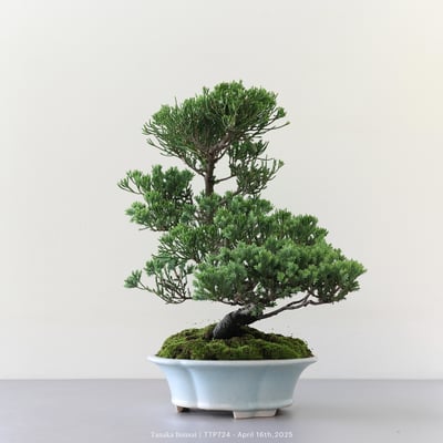 台灣真柏｜TTP7243