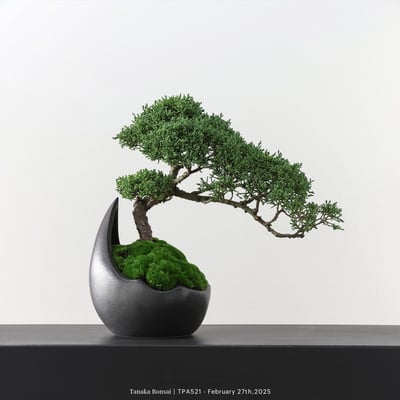 紀州真柏｜TPA5211