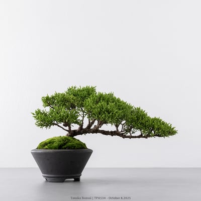 紀州真柏｜TPA5344