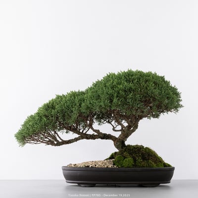 紀州真柏｜TP7856