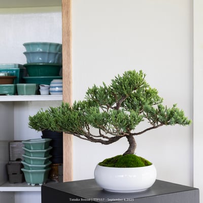 台灣真柏｜TTP5573