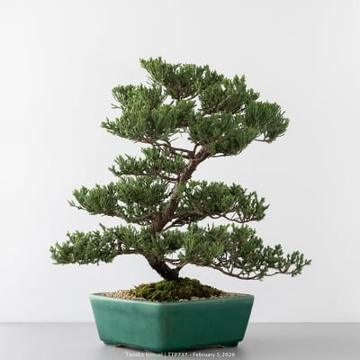 臺灣真柏｜TTP7378