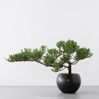 台灣真柏｜TTP5766