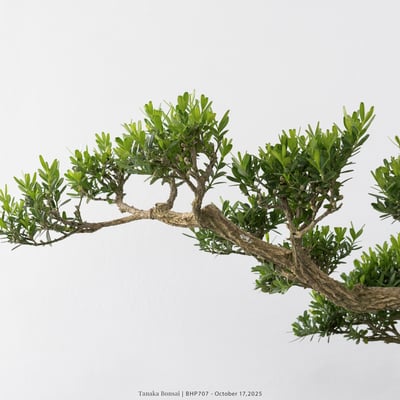 雀舌黃楊｜BHP7079