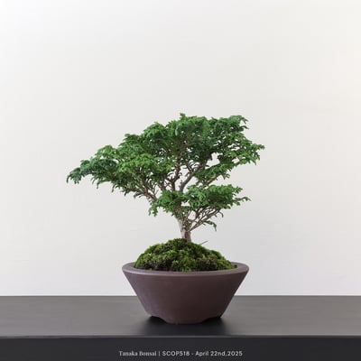 姬檜木｜SCOP5184