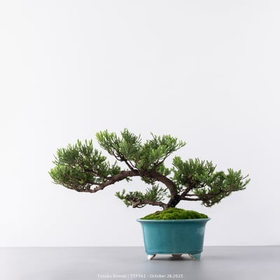 台灣真柏｜TTP5628