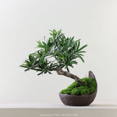 羅漢松｜PP5083