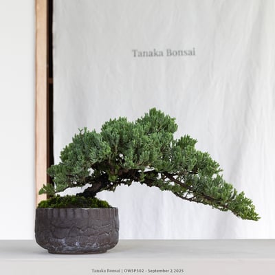 【官網限定】珍珠柏｜OWSP5021