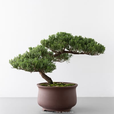 臺灣真柏｜TTP7381