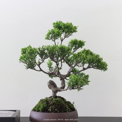 系魚川真柏｜IP5187