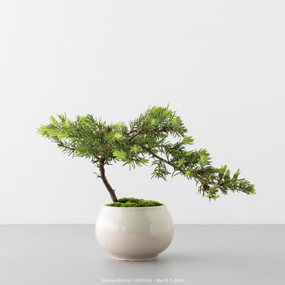 黃金杜松｜GDP5496