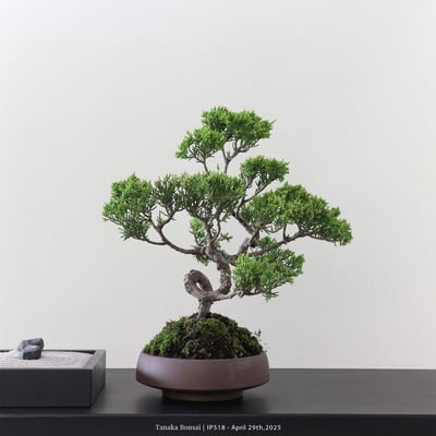 系魚川真柏｜IP5182