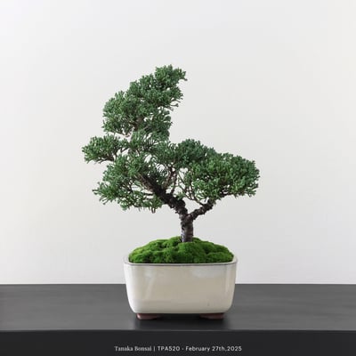 紀州真柏｜TPA5201