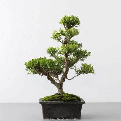 紀州真柏｜TPA5574