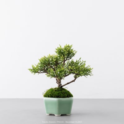 紀州真柏｜TPA5453