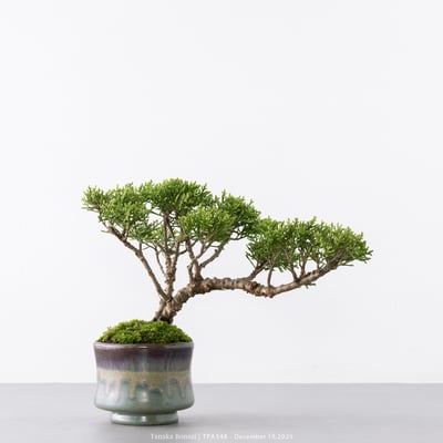 紀州真柏｜TPA5488