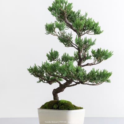 台灣真柏｜TTP7308