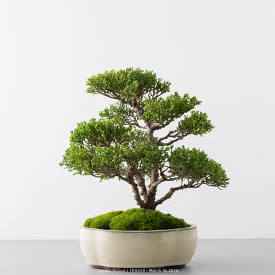 紀州真柏｜TPA5591