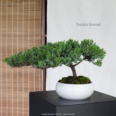 臺灣真柏｜TTP5923