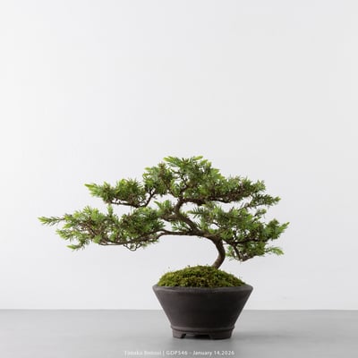 黃金杜松｜GDP5467