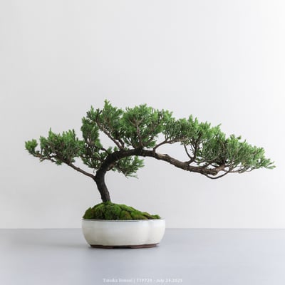 台灣真柏｜TTP7297