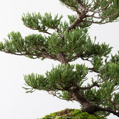 台灣真柏｜TTP7343