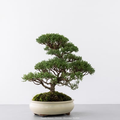 紀州真柏｜TPA5467