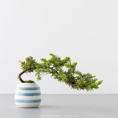 黃金杜松｜GDP5473