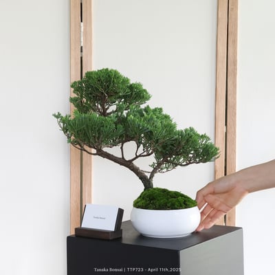 台灣真柏｜TTP7237