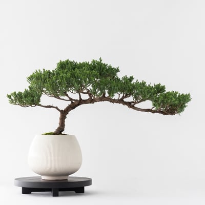 円座 Orb Stand｜圓座植物展示座10