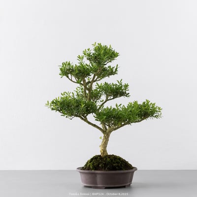 雀舌黃楊｜BHP5243