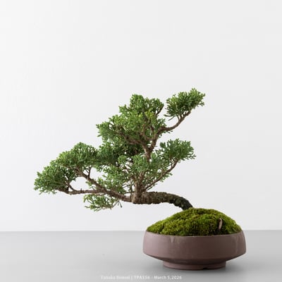 紀州真柏｜TPA5568