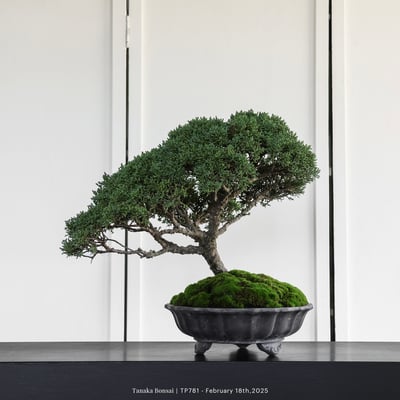 紀州真柏｜TP7815