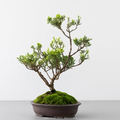 系魚川真柏｜IP5236