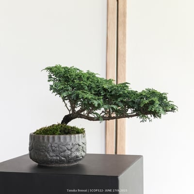 姬檜木｜SCOP5224