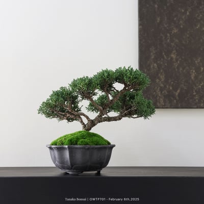 【官網限定】紀州真柏｜OWTP7016