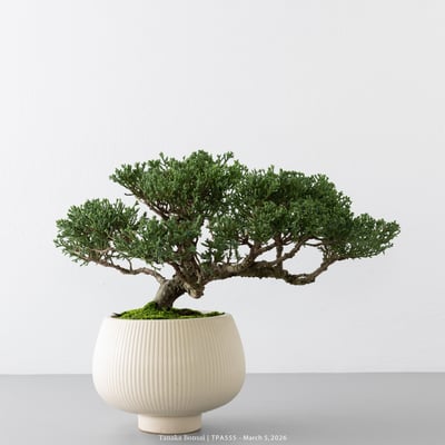 紀州真柏｜TPA5554