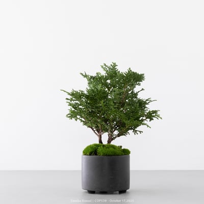 日本青檜｜COP5392