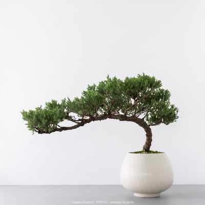 臺灣真柏｜TTP5766