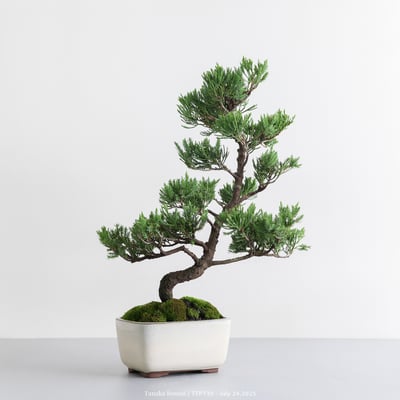 台灣真柏｜TTP7306