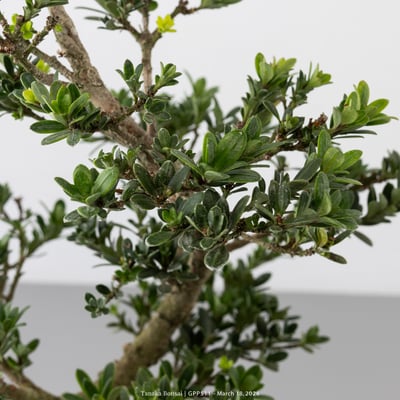 綠鑽羅漢松｜GPP5115